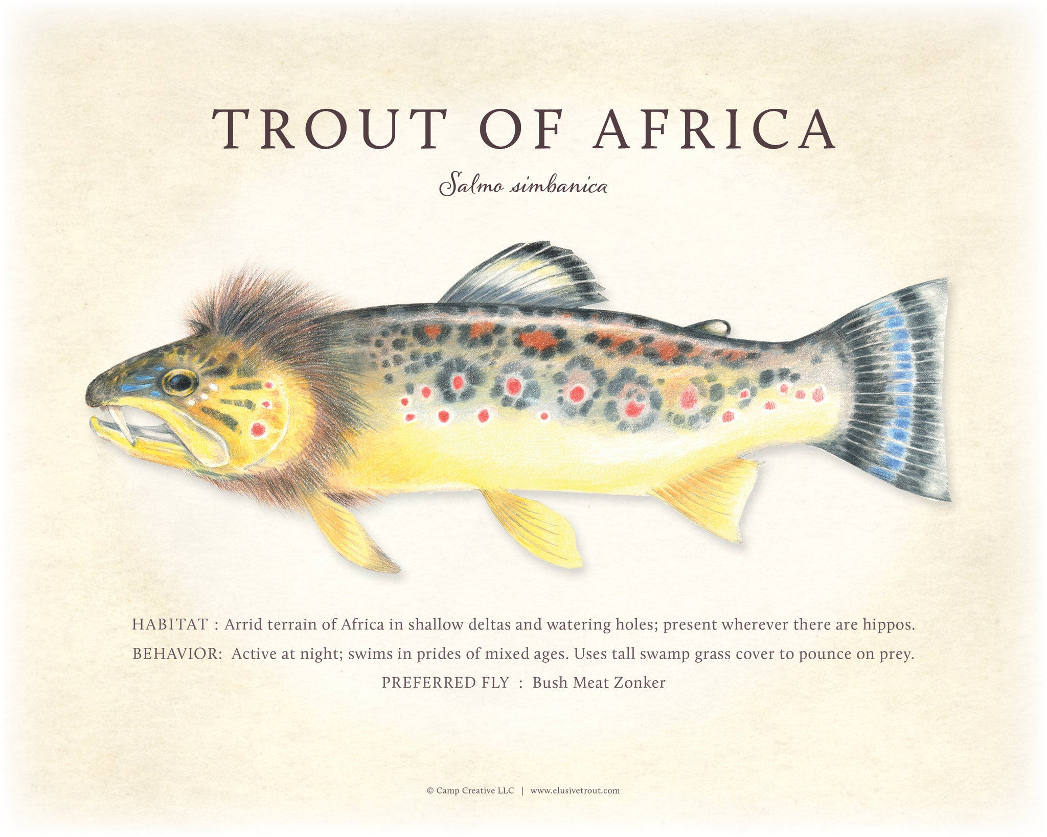 Trout of Africa Giclee Print