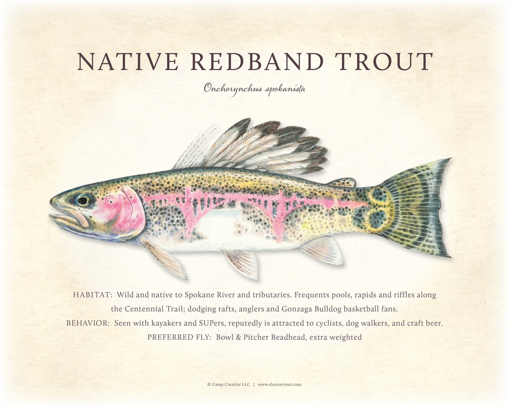 Spokane Redband Trout Giclee Print